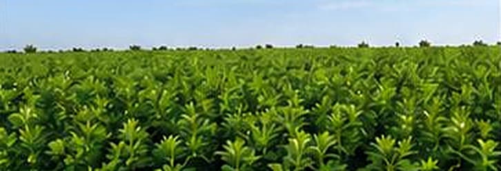 Advanced Alfalfa Technology