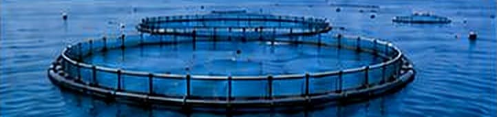 Marine Fish Farming