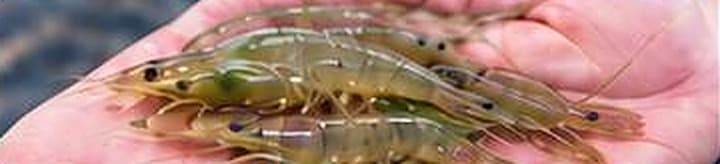 Shrimp Farming