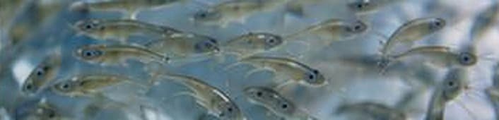 Hatchery & Nursery